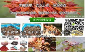 @小龍蝦苗廠家直銷膠南小龍蝦種蝦多少錢一斤