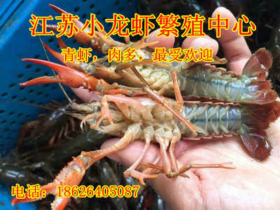 五常種蝦公母對比一是多少