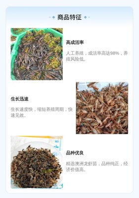 良種健康營口淡水藍色龍蝦苗 雜交澳洲淡水龍蝦苗 南美白對蝦苗全國包郵大規格 產品關鍵詞:營口南美白對蝦