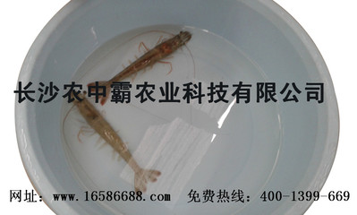 貴州基圍蝦養殖技術基地 蝦霸9號南美白對蝦蝦苗對蝦種苗 全國批發圖片|貴州基圍蝦養殖技術基地 蝦霸9號南美白對蝦蝦苗對蝦種苗 全國批發產品圖片由長沙農中霸農業科技公司生產提供-