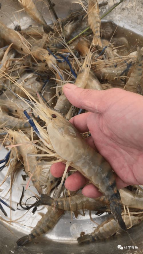 90 的養殖戶都拿到了優質蝦苗,養殖戶利潤不如去年