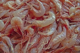 放蝦苗后幾天可以喂料