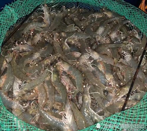 基圍蝦到底是什么蝦,為啥全國各地賣的基圍蝦長得都不一樣 原來是這么回事