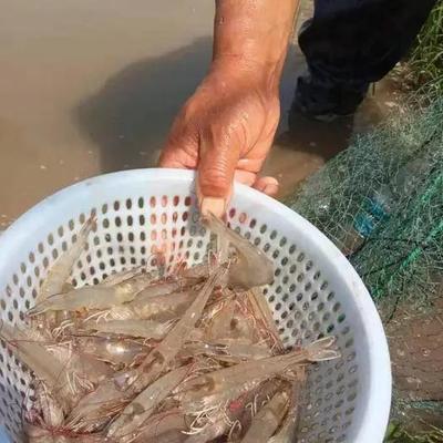 對蝦養殖要把好"脫殼"這道關!脫殼期需要注意哪些管理要點?