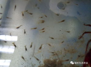 小龍蝦運輸方式的種類