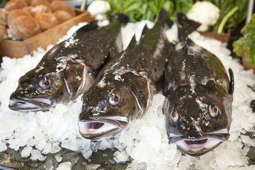 生鮮海鮮水產銀鱈魚食材 攝影圖