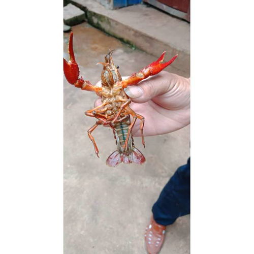 【遵義小龍蝦苗基地直銷現貨供應】- 