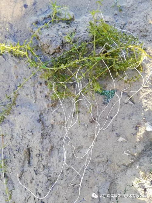 破解龍蝦養殖難題之蝦苗長不大,還提前紅黑殼