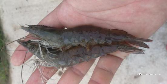 2019年 利洋ii 2 高抗肯大苗養殖喜獲豐收 廣西早造蝦養殖篇