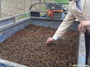 蝦苗需求量,蝦苗基地供應商 最大龍蝦苗繁育基地
