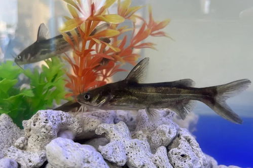 共謀種業振興 海大集團盛大亮相第二屆中國水產種業博覽會