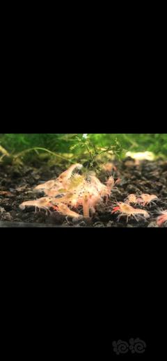 【蝦螺】出售火山紫羅蘭蝦苗 清缸