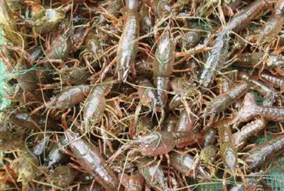 [蝦苗批發]江蘇宿遷沭陽縣蝦苗 10.00元/斤蝦苗 _ 一畝田