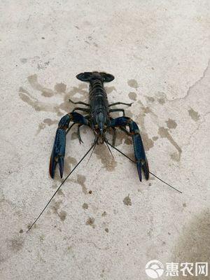 澳洲藍龍苗 澳洲大龍蝦 蝦苗批發基地