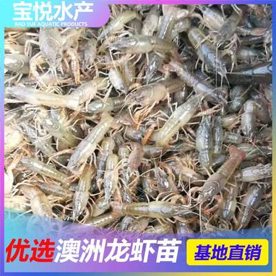 寧德湖北龍蝦苗淡水 澳洲蝦苗良種苗 廣州龍蝦苗養殖技術