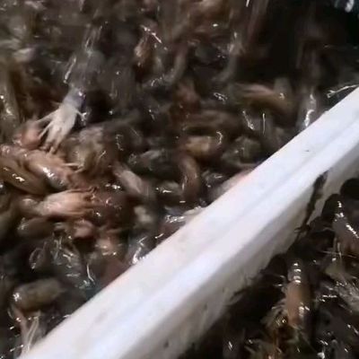 [蝦苗批發]蝦苗價格12元/斤