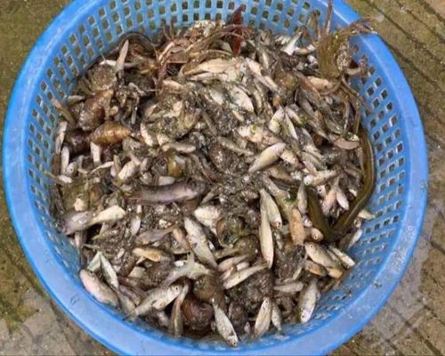 端午家頭要請客,捕起蝦苗魚苗20斤 隨后,民警到了.....