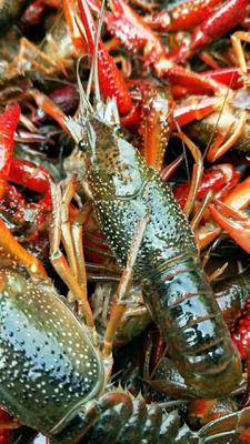 蝦苗批發采購 蝦苗供應 蝦苗價格 蝦苗批發網 惠農網