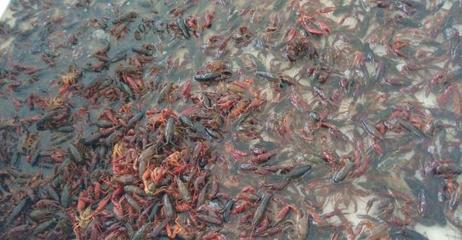 借力食博會,帶動小龍蝦產業發展,淮安將打響特色的農產品品牌