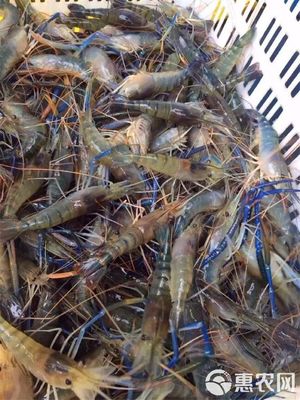 羅氏蝦 大頭蝦 羅氏沼蝦苗 只育供第一代苗