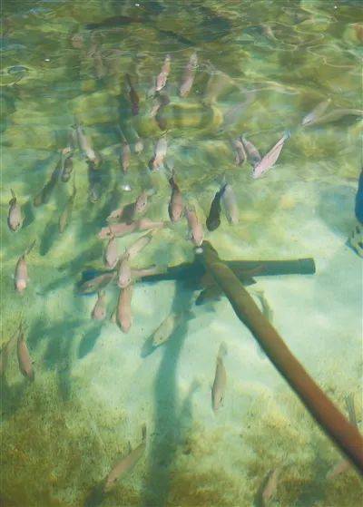 文昌市創建國家現代農業產業園,打造國家水產種業南繁基地 再造 蝦苗谷