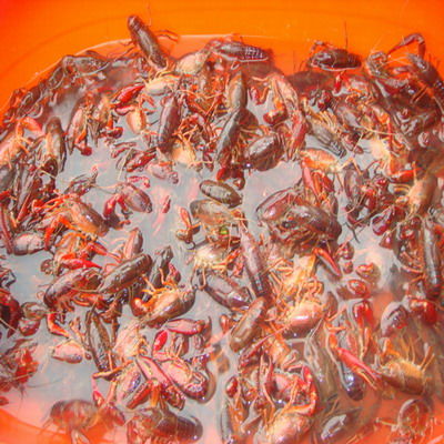 碭山縣種蝦哪個好,小龍蝦苗哪家信譽好