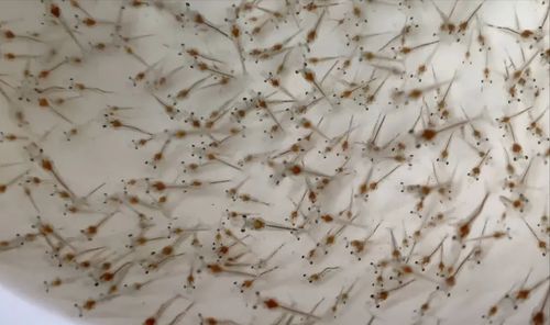 檢出弧菌,蝦苗就不能要 專家 誤導養殖戶,把弧菌影響擴大化