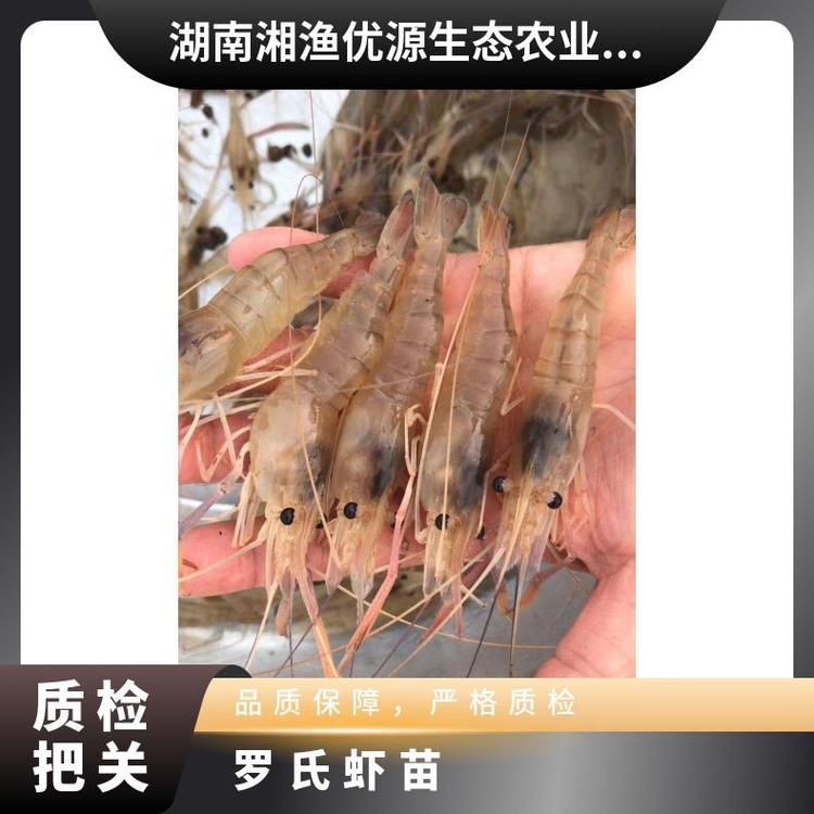 湘漁優源供應婁底高品質羅氏蝦苗沼蝦苗肉質鮮美并提供技術指導 - 愛