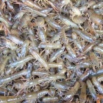 南美白蝦苗價格