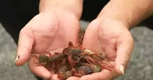 小龍蝦養殖提高蝦苗成活率,這4個方面都必須面面俱到