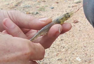 如何通過料臺掌控對蝦生長的情況