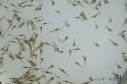 工廠化和小棚養蝦為何有區別 要針對選蝦苗 否則虧損百萬不算多