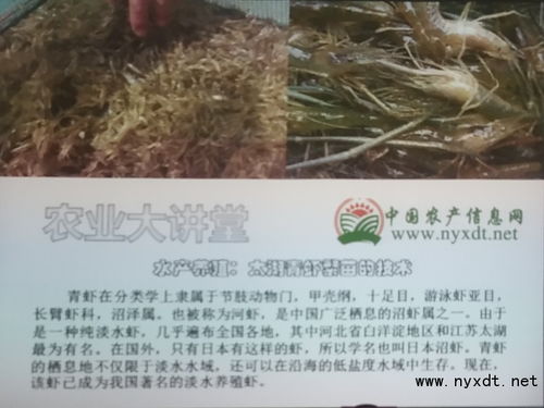 水產養殖 太湖青蝦繁苗的技術