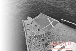 海產品減產17 山東啟動漁業資源修復行動計劃