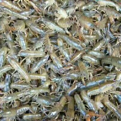 河南蝦苗河南蝦苗供應_河南蝦苗價格
