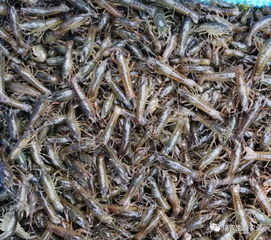 養殖塘口的小龍蝦苗價格太高,是否可以選擇投野生蝦苗