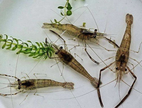 6月青蝦育苗好時期,養蝦戶6個防治措施要知道,提高蝦苗成活率