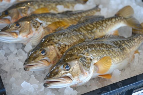 海產品食材鮮凍銀鱈魚 攝影圖