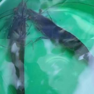 新華全媒 丨這個工廠,每天銷售蝦苗約2000萬尾