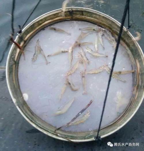 今年蝦苗場經營受困 可是這家蝦苗企業僅用1年就做到60億銷量,是運氣還是市場需求