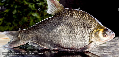 魚圖片素材下載 食品餐飲素材下的中國菜系圖片素材