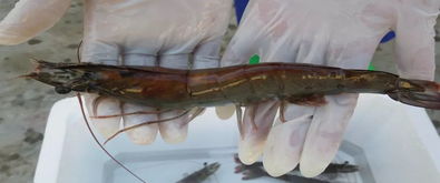 行業老大哥的蝦場大揭秘 體長翻倍,時間減半,他們用了啥 靈藥