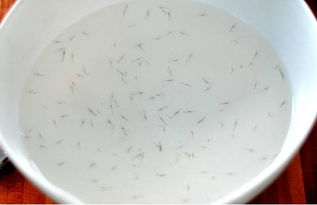 海壹引進美國spf斑節對蝦,或是新環境下水產養殖的機遇