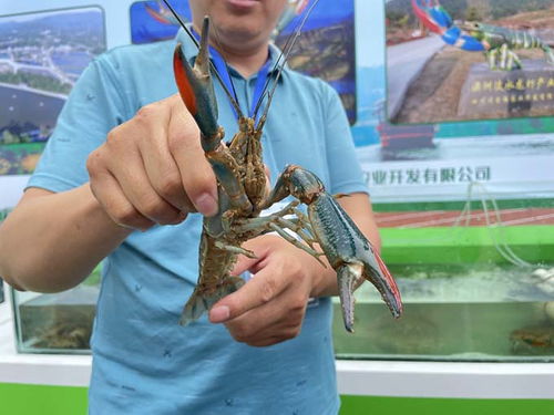 小龍蝦 藍莓果酒 3000余種農林產品參展第三屆秦巴農洽會