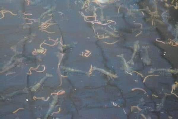 親身經(jīng)歷告訴你養(yǎng)殖龍蝦是否賺錢,有圖有真相,別再犯傻了