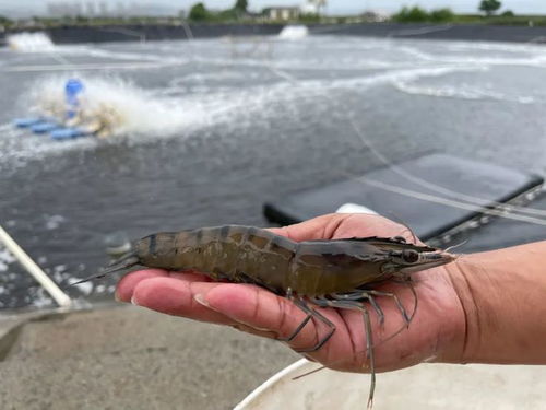 每萬尾從800元殺到400元 福建蝦苗屢陷 低價怪圈 ,如何破局