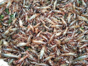 小龍蝦行情周報丨養殖戶買不到苗,消費者買不到蝦,蝦 苗缺供價格齊漲