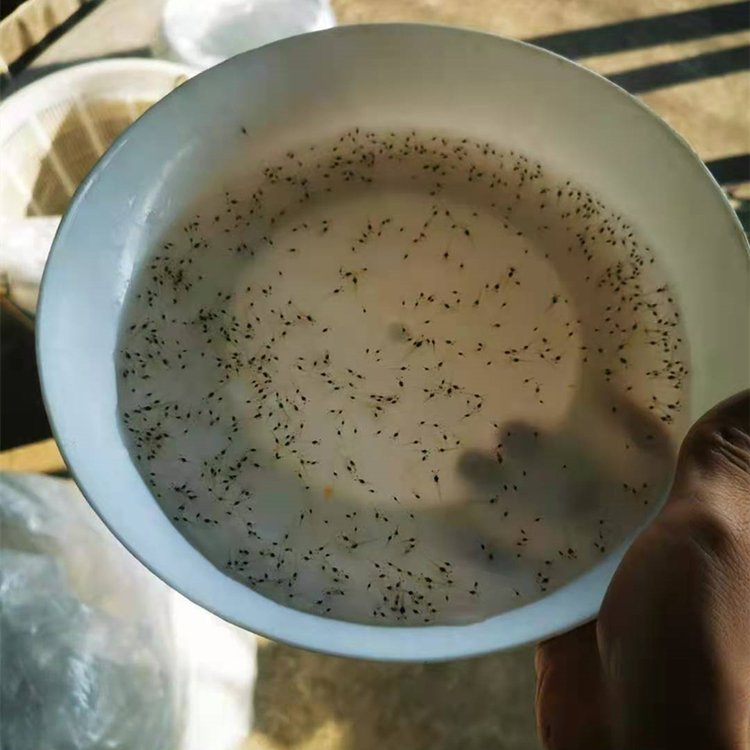 淡水澳龍苗 人工養(yǎng)殖羅氏蝦苗 易成活少病害 鮮活水產(chǎn)品 - 愛企查