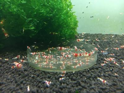 出練手紅白水晶蝦苗1萬只