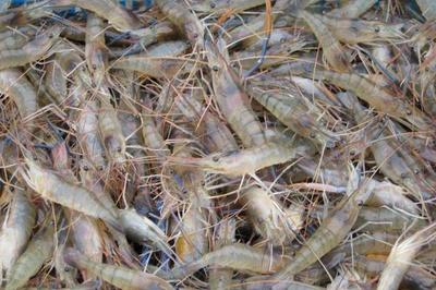 養(yǎng)蝦喂避孕藥嗎